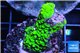 Acropora neon green 2-4 cm WYSIWYG acclimaté