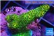 Acropora gold Indonesia 2-4 cm WYSIWYG acclimaté