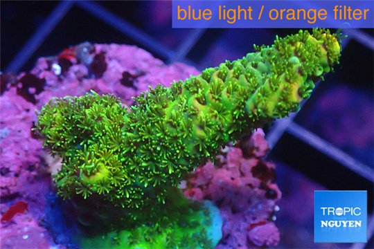 Acropora gold Indonesia 2-4 cm WYSIWYG acclimaté