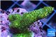 Acropora gold Indonesia 2-4 cm WYSIWYG acclimaté