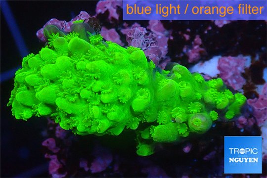 Acropora full neon green 2-4 cm WYSIWYG acclimaté