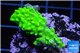 Acropora full neon green 2-4 cm WYSIWYG acclimaté