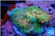 Acropora pink sunrise Indonesia 2-3 cm WYSIWYG acclimaté