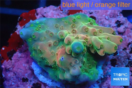 Acropora pink sunrise Indonesia 2-3 cm WYSIWYG acclimaté