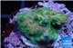 Acropora pink sunrise Indonesia 2-3 cm WYSIWYG acclimaté