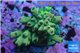 Acropora green Indonesia 2-4 cm WYSIWYG acclimaté