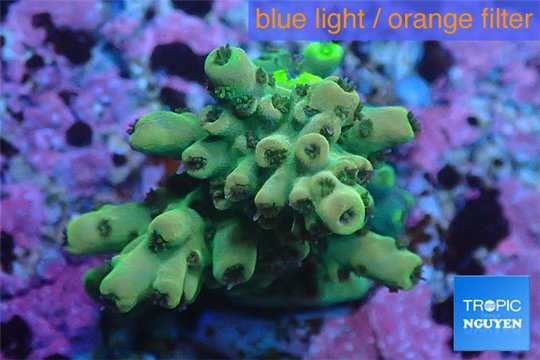 Acropora green Indonesia 2-4 cm WYSIWYG acclimaté