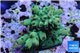 Acropora green Indonesia 2-4 cm WYSIWYG acclimaté