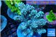 Acropora blue Indonesia 8-12 cm WYSIWYG acclimaté