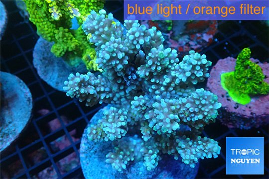 Acropora blue Indonesia 8-12 cm WYSIWYG acclimaté
