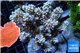Acropora blue Indonesia 8-12 cm WYSIWYG acclimaté