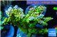 Acropora green & purple tip Indonesia 8-12 cm WYSIWYG acclimaté