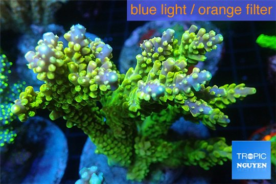 Acropora green & purple tip Indonesia 8-12 cm WYSIWYG acclimaté