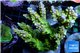 Acropora green & purple tip Indonesia 8-12 cm WYSIWYG acclimaté