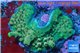 Acropora green & blue tip base rock 4-6 cm WYSIWYG acclimaté