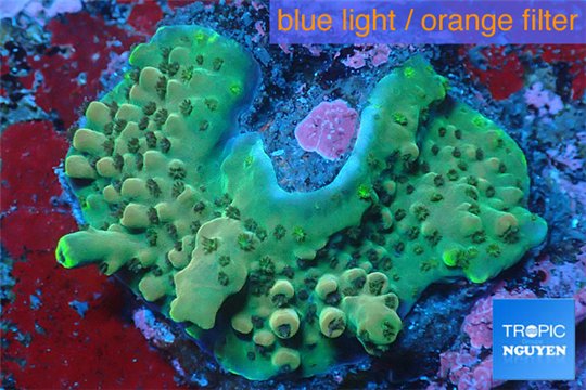 Acropora green & blue tip base rock 4-6 cm WYSIWYG acclimaté
