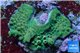 Acropora green & blue tip base rock 4-6 cm WYSIWYG acclimaté