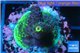 Acropora green 2-4 cm WYSIWYG acclimaté