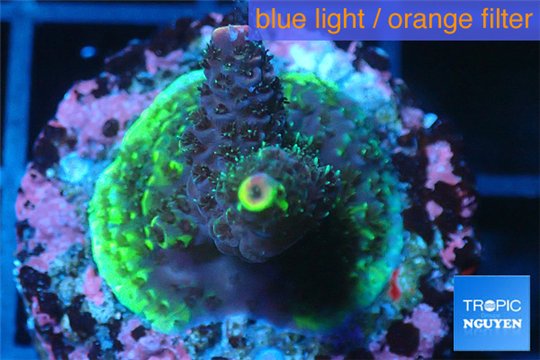 Acropora green 2-4 cm WYSIWYG acclimaté