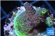 Acropora green 2-4 cm WYSIWYG acclimaté