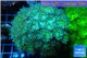 Duncanopsammia green 8-12 cm WYSIWYG acclimaté