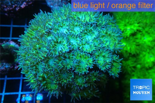Duncanopsammia green 8-12 cm WYSIWYG acclimaté