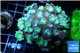 Duncanopsammia green 8-12 cm WYSIWYG acclimaté