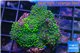 Acropora nana Fijii 3-4 cm WYSIWYG acclimaté