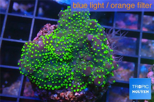 Acropora nana Fijii 3-4 cm WYSIWYG acclimaté
