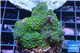Acropora nana Fijii 3-4 cm WYSIWYG acclimaté