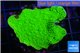 Montipora green cap 3-4 cm WYSIWYG acclimaté