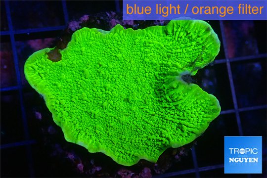 Montipora green cap 3-4 cm WYSIWYG acclimaté