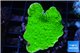 Montipora green cap 3-4 cm WYSIWYG acclimaté