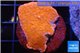 Montipora red cap 3-4 cm WYSIWYG acclimaté
