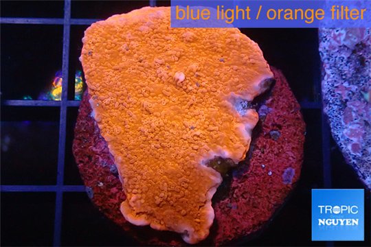 Montipora red cap 3-4 cm WYSIWYG acclimaté