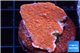 Montipora red cap 3-4 cm WYSIWYG acclimaté