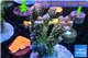 Acropora green & purple tip Indonesia 8-12 cm WYSIWYG acclimaté