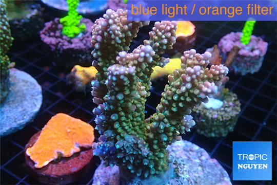 Acropora green & purple tip Indonesia 8-12 cm WYSIWYG acclimaté