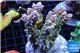 Acropora green & purple tip Indonesia 8-12 cm WYSIWYG acclimaté