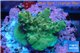Acropora green purple Indonesia 2-3 cm WYSIWYG acclimaté
