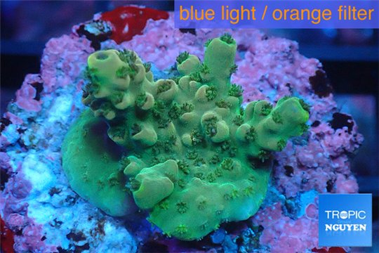 Acropora green purple Indonesia 2-3 cm WYSIWYG acclimaté