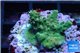 Acropora green purple Indonesia 2-3 cm WYSIWYG acclimaté