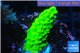 Acropora full neon green 2-3 cm WYSIWYG acclimaté