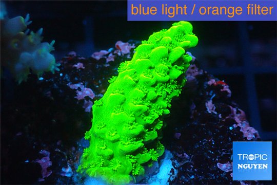 Acropora full neon green 2-3 cm WYSIWYG acclimaté