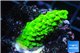 Acropora full neon green 2-3 cm WYSIWYG acclimaté