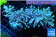 Acropora carduus pink & golden tip Indonesia ( deep water) 8-13 cm WYSIWYG acclimaté