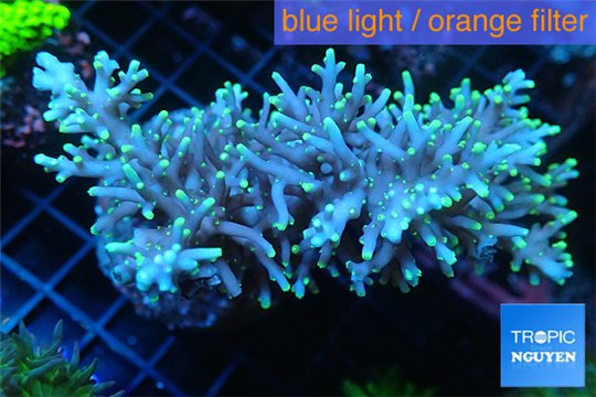 Acropora carduus pink & golden tip Indonesia ( deep water) 8-13 cm WYSIWYG acclimaté