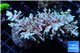 Acropora carduus pink & golden tip Indonesia ( deep water) 8-13 cm WYSIWYG acclimaté