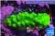 Acropora full neon green 2-3 cm WYSIWYG acclimaté