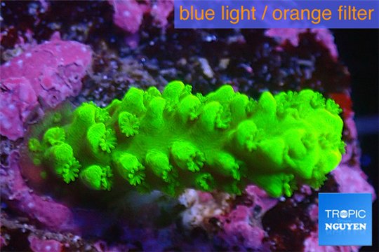 Acropora full neon green 2-3 cm WYSIWYG acclimaté